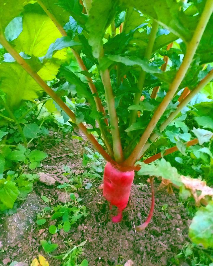Suma Aavaas Farmstayダージリン エクステリア 写真