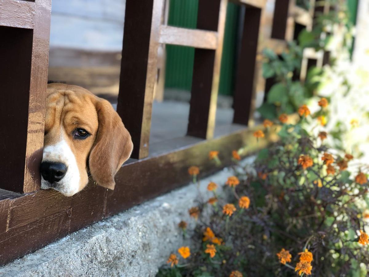 Suma Aavaas Farmstayダージリン エクステリア 写真
